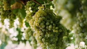 奥地利葡萄品种有哪些 奥地利葡萄介绍