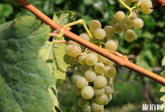 奥地利葡萄品种有哪些 奥地利葡萄介绍