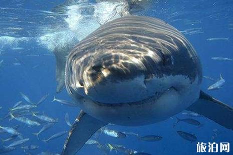 潜水应注意哪些海洋里最危险的动物